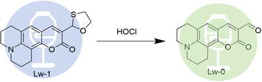 Graphical abstract: Development of a novel hypochlorite ratio probe based on coumarin and its application in living cells