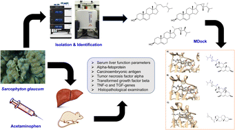 Graphical abstract: Investigating the hepatoprotective potentiality of marine-derived steroids as promising inhibitors of liver fibrosis