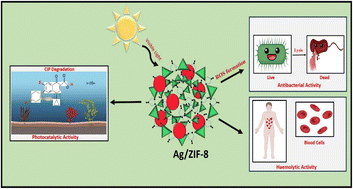 Graphical abstract: Facile fabrication of plasmonic Ag/ZIF-8: an efficient catalyst for investigation of antibacterial, haemolytic and photocatalytic degradation of antibiotics