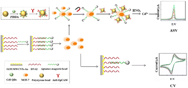 Graphical abstract: Highly sensitive detection of circulating tumour cells based on an ASV/CV dual-signal electrochemical strategy