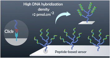 Graphical abstract: Achieving high hybridization density at DNA biosensor surfaces using branched spacer and click chemistry