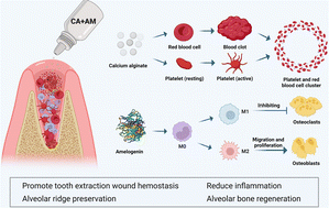 Graphical abstract: Effect of injectable calcium alginate–amelogenin hydrogel on macrophage polarization and promotion of jawbone osteogenesis