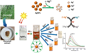 Graphical abstract: A highly selective Hg2+ colorimetric sensor and antimicrobial agent based on green synthesized silver nanoparticles using Equisetum diffusum extract