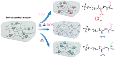 Graphical abstract: The preparation and characterization of self-healing hydrogels based on polypeptides with a dual response to light and hydrogen peroxide