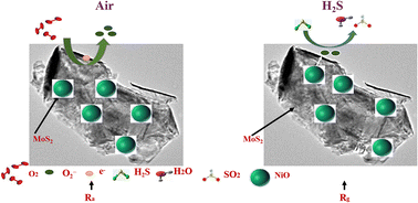 Graphical abstract: MoS2–NiO nanocomposite for H2S sensing at room temperature