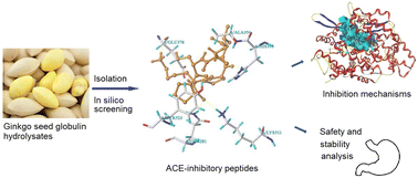 Graphical abstract: Isolation, virtual screening, action mechanisms, chelation with zinc ions, and stability of ACE-inhibitory peptides from ginkgo seed globulin