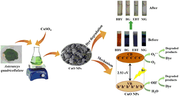 Graphical abstract: Asterarcys quadricellulare algae-mediated copper oxide nanoparticles as a robust and recyclable catalyst for the degradation of noxious dyes from wastewater