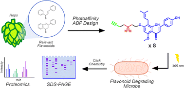 Graphical abstract: Affinity- and activity-based probes synthesized from structurally diverse hops-derived xanthohumol flavonoids reveal highly varied protein profiling in Escherichia coli