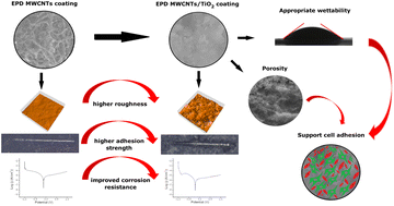 Graphical abstract: Evaluation of adhesion strength, corrosion, and biological properties of the MWCNT/TiO2 coating intended for medical applications