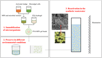 Graphical abstract: Poly(vinyl alcohol)/modified porous starch gel beads for microbial preservation and reactivation: preparation, characterization and its wastewater treatment performance
