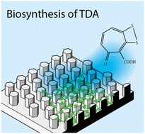 Graphical abstract: Biosynthesis enhancement of tropodithietic acid (TDA) antibacterial compound through biofilm formation by marine bacteria Phaeobacter inhibens on micro-structured polymer surfaces