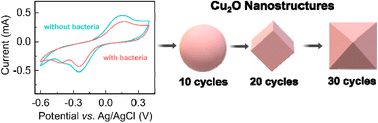 Graphical abstract: Bacteria-derived topologies of Cu2O nanozymes exert a variable antibacterial effect