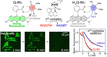 Graphical abstract: Kinetic study of NADPH activation using ubiquinone-rhodol fluorescent probe and an IrIII-complex promoter at the cell interior