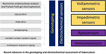 Graphical abstract: Recent progress in the genotyping of bovine tuberculosis and its rapid diagnosis via nanoparticle-based electrochemical biosensors