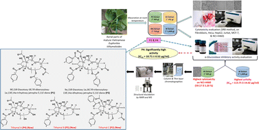 Graphical abstract: Cytotoxicity, anti-diabeticity, and phytocomposition investigation of Vietnamese Euphorbia tithymaloides Linn. (Euphorbiaceae)