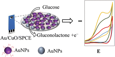 Graphical abstract: Green synthesized gold nanoparticles and CuO-based nonenzymatic sensor for saliva glucose monitoring