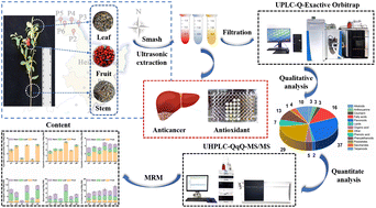 Graphical abstract: Comprehensive phytochemical analysis of lingonberry (Vaccinium vitis-idaea L.) from different regions of China and their potential antioxidant and antiproliferative activities