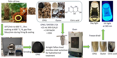 Graphical abstract: Development of biomass waste-based carbon quantum dots and their potential application as non-toxic bioimaging agents