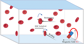 Graphical abstract: Magnetically actuated swimming and rolling erythrocyte-based biohybrid micromotors
