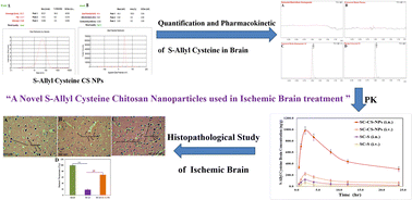 Graphical abstract: Preparation of novel S-allyl cysteine chitosan based nanoparticles for use in ischemic brain treatment