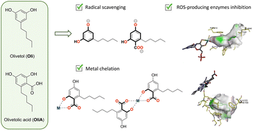 Graphical abstract: Computational assessment of the primary and secondary antioxidant potential of alkylresorcinols in physiological media