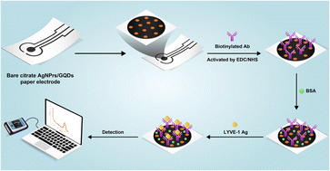 Graphical abstract: A novel portable immuno-device for the recognition of lymphatic vessel endothelial hyaluronan receptor-1 biomarker using GQD–AgNPrs conductive ink stabilized on the surface of cellulose