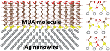 Graphical abstract: First-principles study of mercaptoundecanoic acid molecule adsorption and gas molecule penetration onto silver surface: an insight for corrosion protection