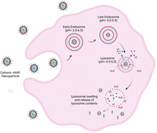 Graphical abstract: Development of a cationic polyethyleneimine-poly(lactic-co-glycolic acid) nanoparticle system for enhanced intracellular delivery of biologics