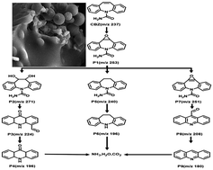 Graphical abstract: Peroxymonosulfate activation by Fe–Mn Co-doped biochar for carbamazepine degradation