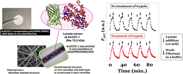 Graphical abstract: Construction of the lactate-sensing fibremats by confining sensor fluorescent protein of lactate inside nanofibers of the poly(HPMA/DAMA)/ADH-nylon 6 core–shell fibremat