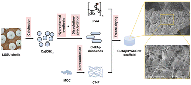 Graphical abstract: Functionalized cellulose nanofibrils in carbonate-substituted hydroxyapatite nanorod-based scaffold from long-spined sea urchin (Diadema setosum) shells reinforced with polyvinyl alcohol for alveolar bone tissue engineering