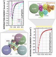 Graphical abstract: In silico description of the adsorption of cell signaling pathway proteins ovalbumin, glutathione, LC3, TLR4, ASC PYCARD, PI3K and NF-Kβ on 7.0 nm gold nanoparticles: obtaining their Lennard-Jones-like potentials through docking and molecular mechanics