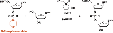 Graphical abstract: Internucleotidic bond formation using H-phosphonamidate derivatives and acidic activators