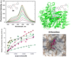 Graphical abstract: Binding interactions of hydrophobically-modified flavonols with β-glucosidase: fluorescence spectroscopy and molecular modelling study
