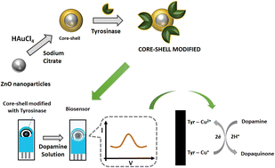 Graphical abstract: Dopamine levels determined in synthetic urine using an electrochemical tyrosinase biosensor based on ZnO@Au core–shell