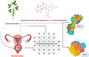 Graphical abstract: Integration of network pharmacology, molecular docking, and simulations to evaluate phytochemicals from Drymaria cordata against cervical cancer