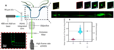 Graphical abstract: High-throughput light sheet imaging of adult and larval C. elegans Parkinson's disease model using a low-cost optofluidic device and a fluorescent microscope