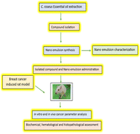 Graphical abstract: Synthesis, characterization and anti-breast cancer potential of an incensole acetate nanoemulsion from Catharanthus roseus essential oil; in silico, in vitro, and in vivo study