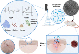 Graphical abstract: In vitro and in vivo studies of Syzygium cumini-loaded electrospun PLGA/PMMA/collagen nanofibers for accelerating topical wound healing