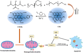 Graphical abstract: Synthesis of carbon dot based Schiff bases and selective anticancer activity in glioma cells