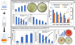Graphical abstract: Management of virulence in Pseudomonas aeruginosa and Serratia marcescens using environmentally-friendly titanium dioxide nanoparticles