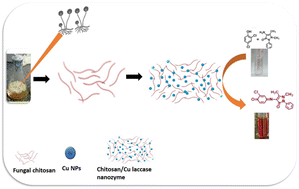 Graphical abstract: Copper nanoparticles embedded fungal chitosan as a rational and sustainable bionanozyme with robust laccase activity for catalytic oxidation of phenolic pollutants