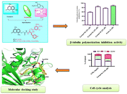 Graphical abstract: Design, synthesis and antiproliferative screening of newly synthesized coumarin-acrylamide hybrids as potential cytotoxic and apoptosis inducing agents