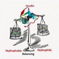 Graphical abstract: Structural modulation of insulin by hydrophobic and hydrophilic molecules