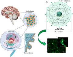 Graphical abstract: Bio-functionalized nanocolloids of ZnS quantum dot/amine-rich polypeptides for bioimaging cancer cells with antibacterial activity: “seeing is believing”