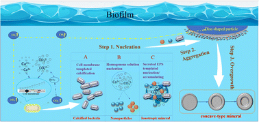 Graphical abstract: Bacterial templated carbonate mineralization: insights from concave-type crystals induced by Curvibacter lanceolatus strain HJ-1