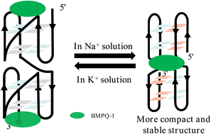 Graphical abstract: Insect multimeric G-quadruplexes fold into antiparallel structures of different compactness and stability in K+ and Na+ solutions