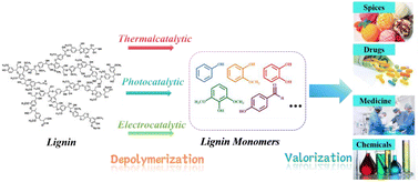 Graphical abstract: Thermal, photonic, and electrocatalysis in lignin depolymerization research
