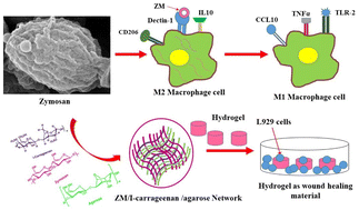Graphical abstract: Immunomodulatory zymosan/ι-carrageenan/ agarose hydrogel for targeting M2 to M1 macrophages (antitumoral)