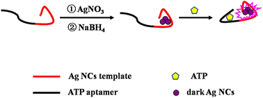 Graphical abstract: Turn-on fluorescent nanoprobe for ATP detection based on DNA-templated silver nanoclusters